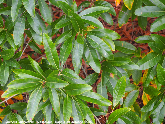 Quercus imbricaria