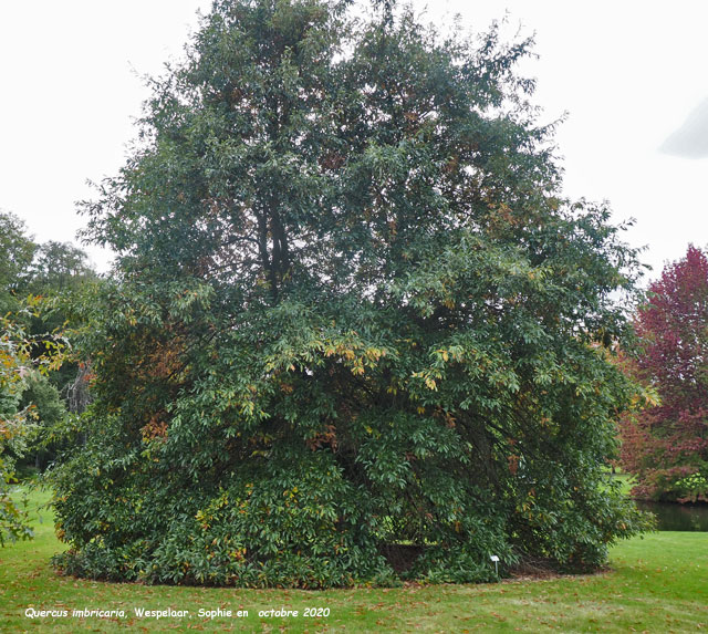 Quercus imbricaria