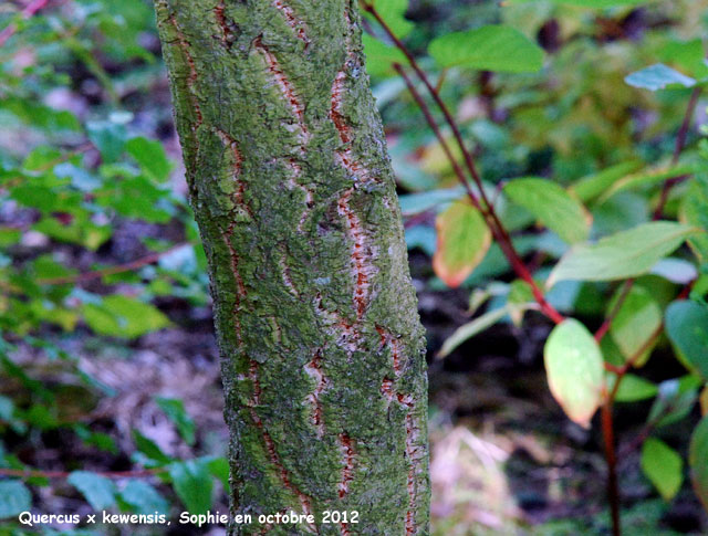 Quercus variabilis