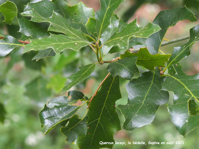 Quercus laceyi