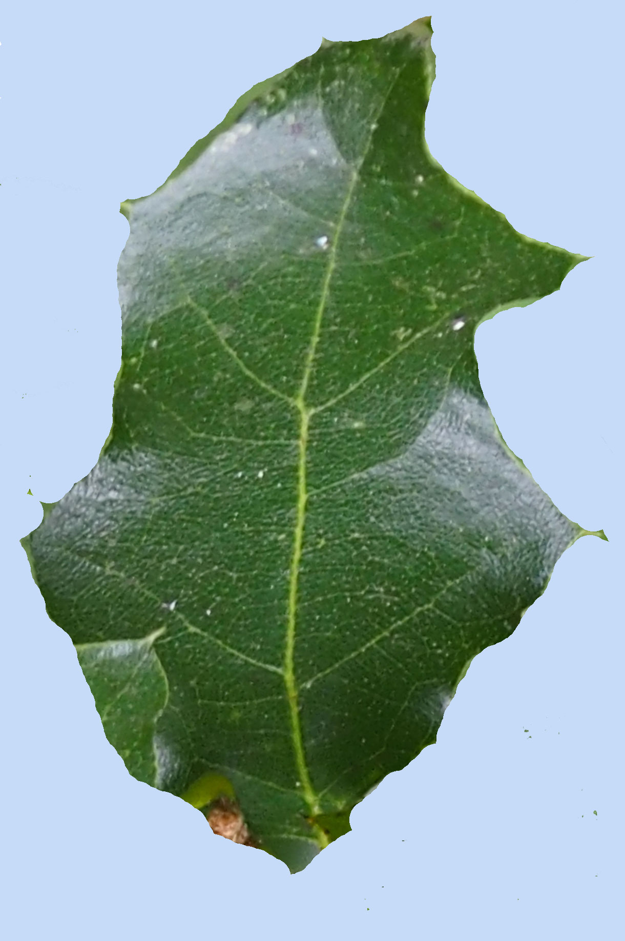 Quercus laceyi