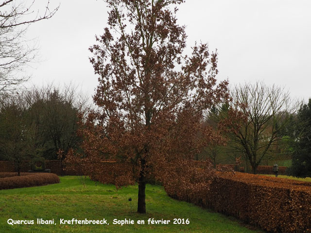 Quercus libani