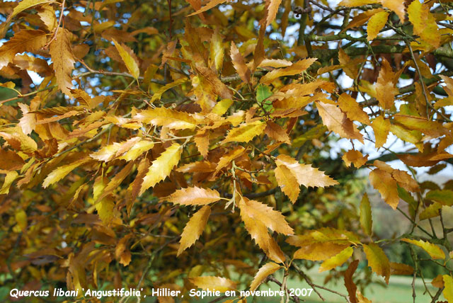 Quercus libani 'Angustifolia'
