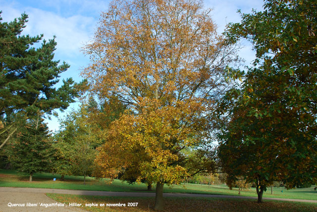 Quercus libani 'Angustifolia'