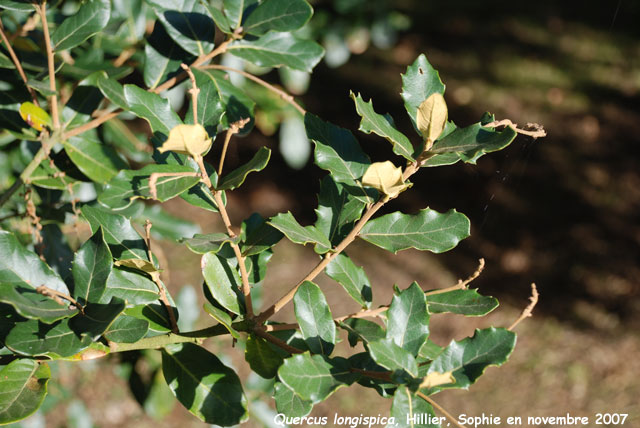 Quercus longispica