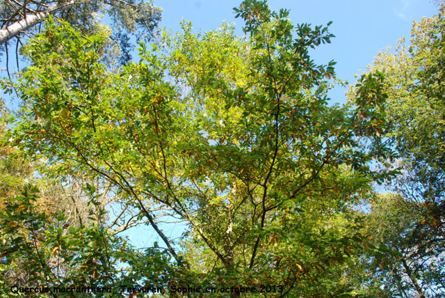 Quercus macranthera