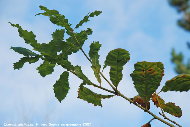 Quercus michauxii