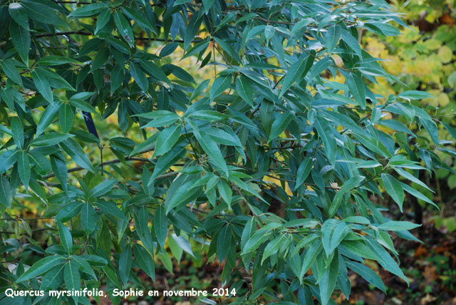 Quercus myrsinifolia