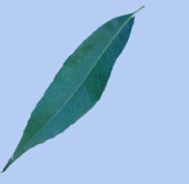Qurcus myrisinifolia