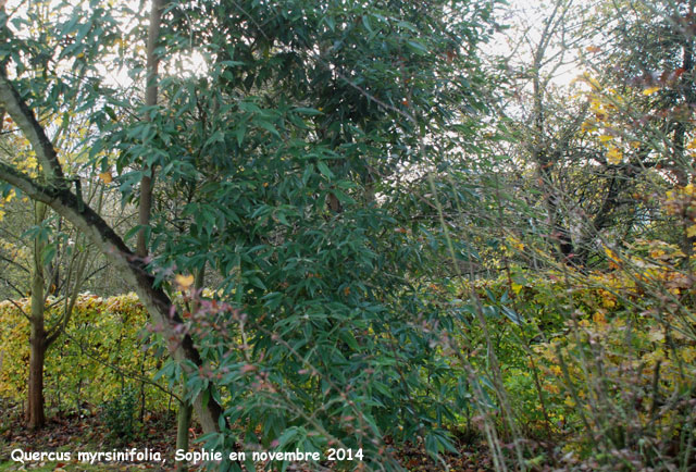 Quercus myrsinifolia