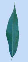 Quercus pontica