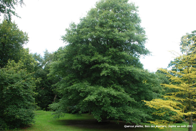 Quercus phellos