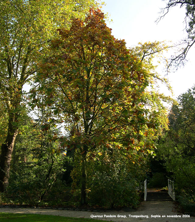 Quercus Pondaim Group