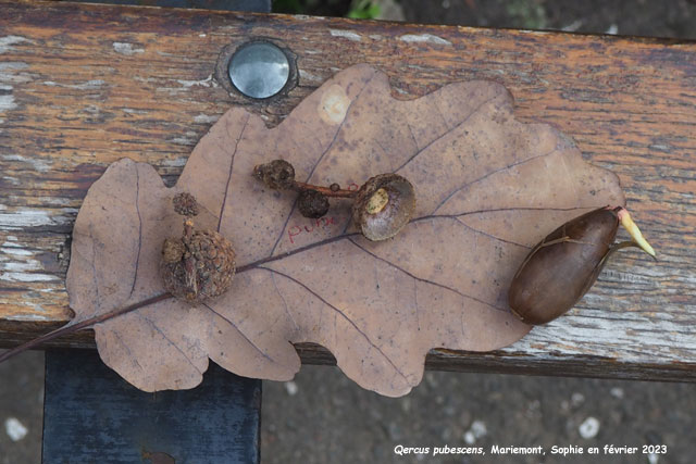 Quercus pubescens