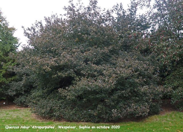 Quercus robur 'Atropurpurea'