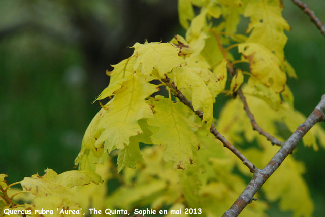 Quercus rubra 'Aurea'