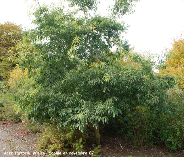 Quercus sartorii