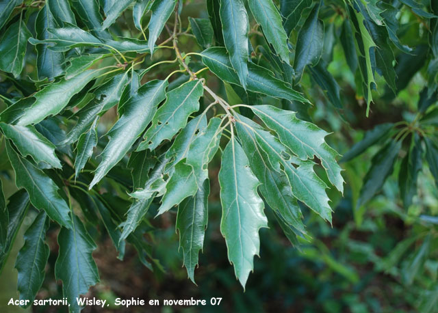 Quercus sartorii