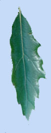 Quercus sartorii
