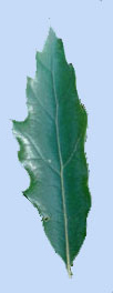 Quercus petraea