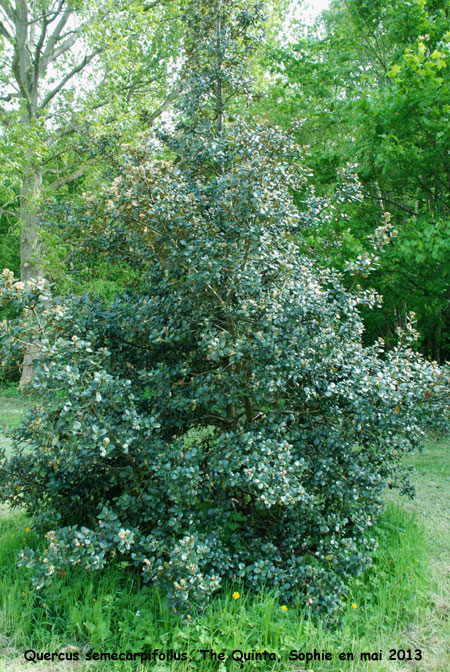 Quercus semecarpifolia