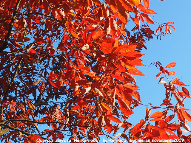 Quercus serrata 'Herkenrode'