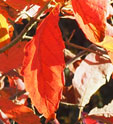 Quercus serrata 'Herkenrode'
