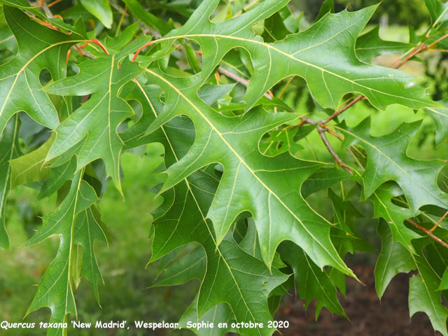 Quercus texana 'New Madrid'