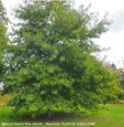 Quercus texana 'New Madrid