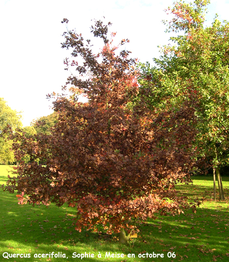 Quercus acerifolia