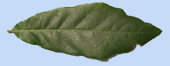 Quercus acutifolia