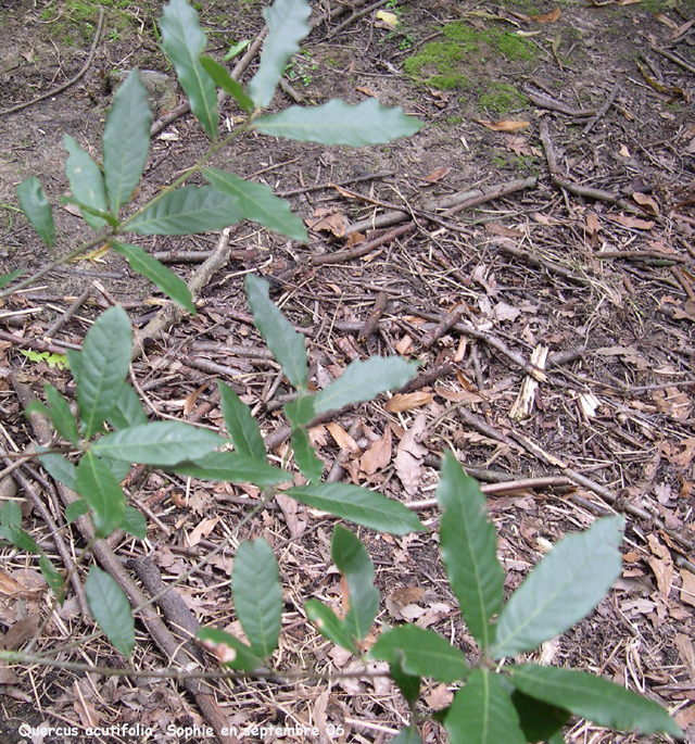 Quercus acutifolia