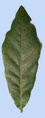 Quercus austrina
