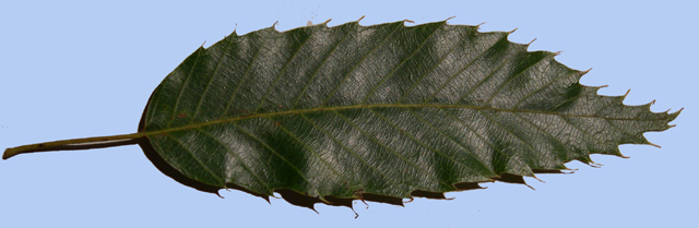 Quercus acutissima