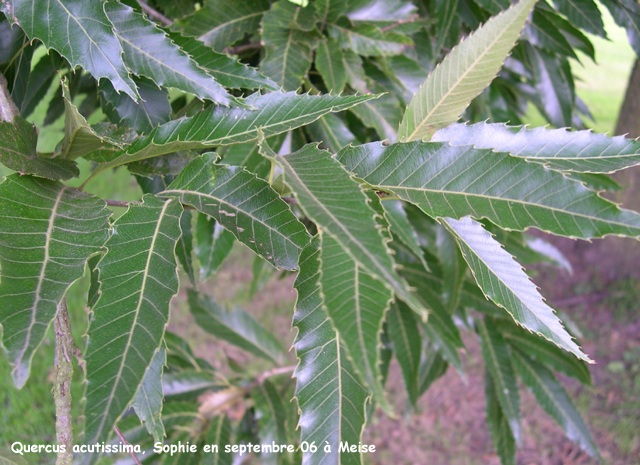 Quercus acutissima