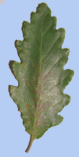 Quercus aliena var. acuteserrata