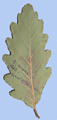 Quercus aliena var. acuteserrata