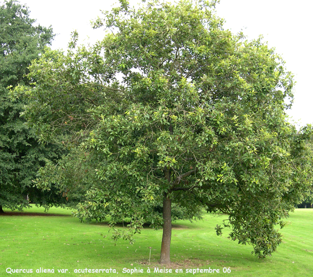 Quercus aliena var. acuteserrata