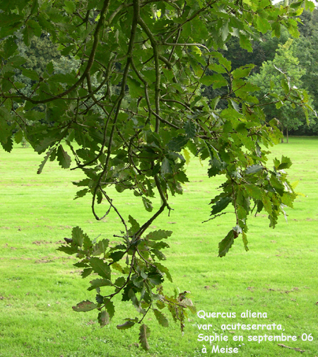 Quercus aliena var. acuteserrata