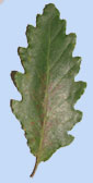 Quercus aliena var. acuteserrata