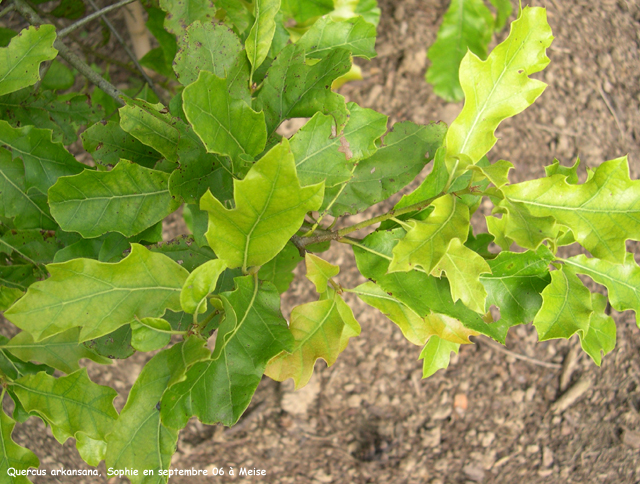 Quercus arkansana