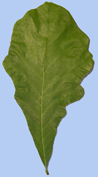 Quercus bicolor