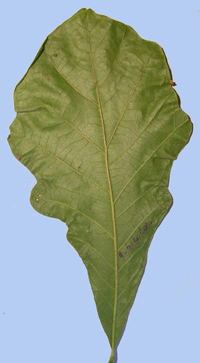 Quercus bicolor