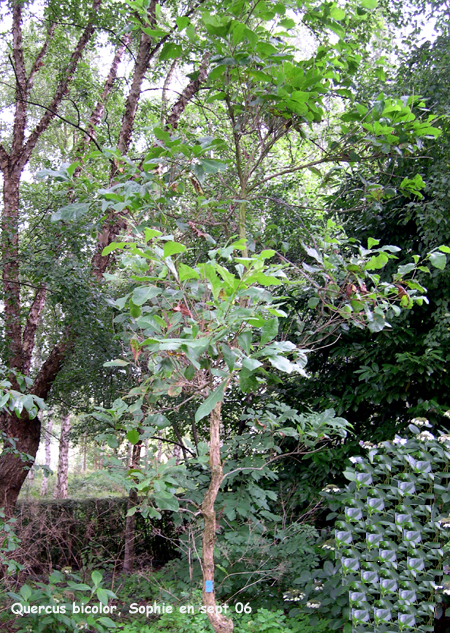 Quercus bicolor