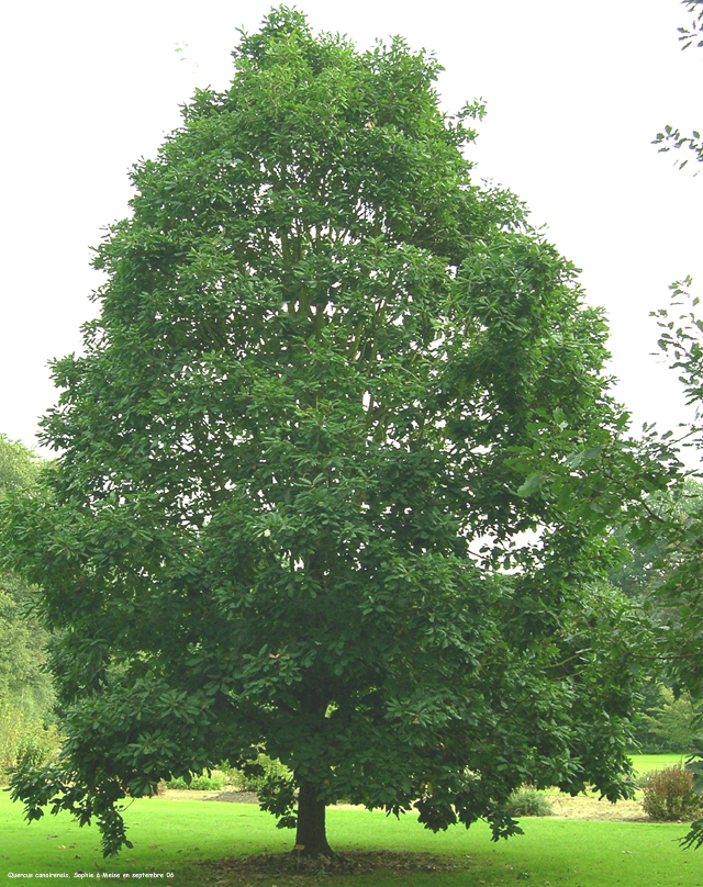 Quercus canariensis