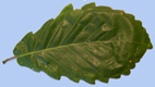 avers de la feuille d'un Quercus canariensis