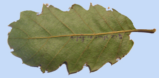 Quercus castaneifolia