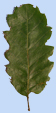 Quercus castaneifolia