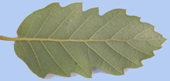revers de la feuille
