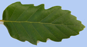 Quercus cerris